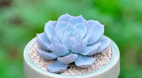 石蓮花養樂多功效