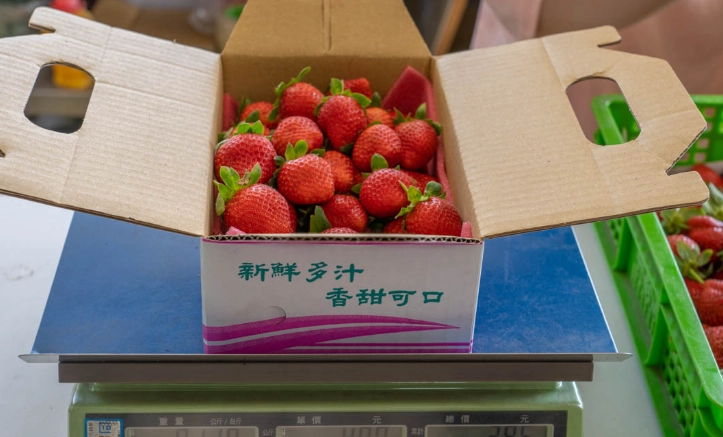 大湖草莓季時間