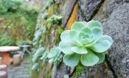 石蓮花養樂多功效