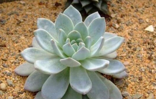 石蓮花養樂多做法