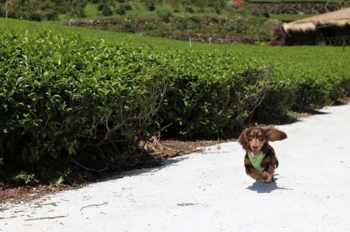 阿里山帶狗旅遊