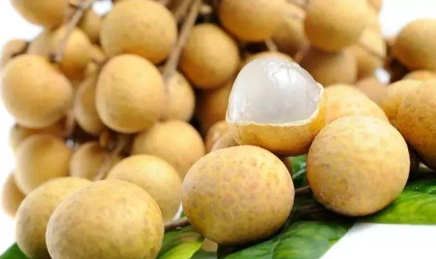 狗狗可以吃龍眼嗎