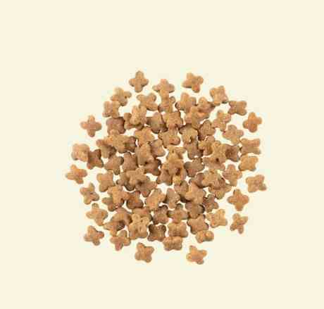 老犬飼料小顆粒選購全攻略：解決高齡犬進食困擾的關鍵指南