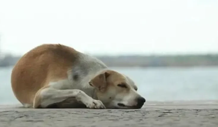 老狗一直走來走去