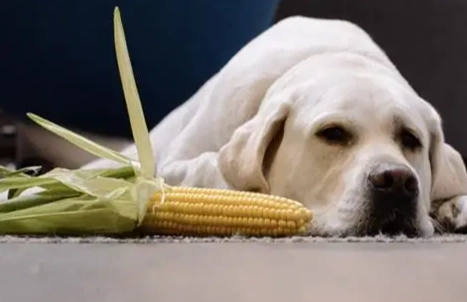 狗可以吃玉米罐頭嗎