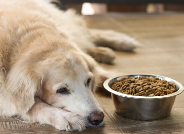 狗咳嗽吐白沫怎麼辦？原因、症狀、急救與預防全解析
