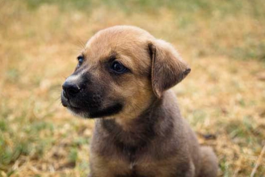 狗狗營養不良要吃什麼