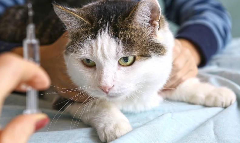 貓咪蛀牙費用全攻略：從預防到治療的完整花費解析