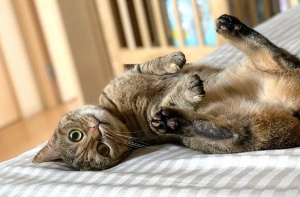 貓咪可以吃鮭魚嗎