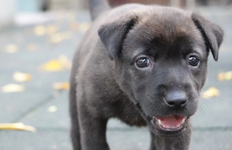 幼犬牙齒不掉怎麼辦？完整指南解析原因與處理方法