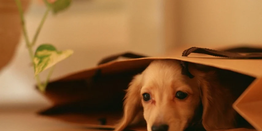 狗狗躲起來睡覺