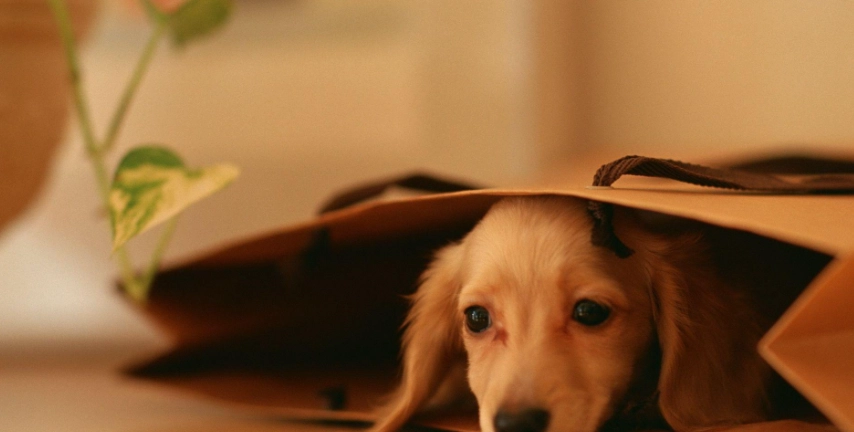 狗狗躲起來睡覺全解析：原因、健康警訊與應對指南