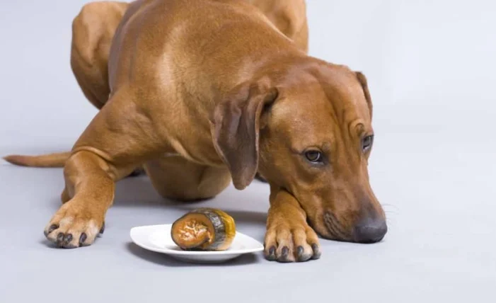 狗可以吃八角嗎