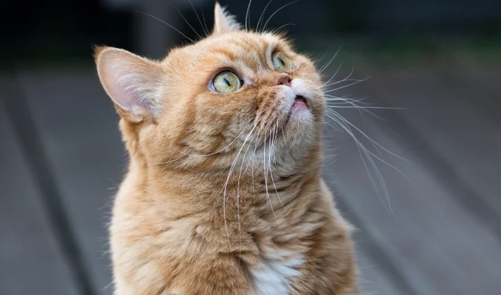 貓吃到蔥怎麼辦