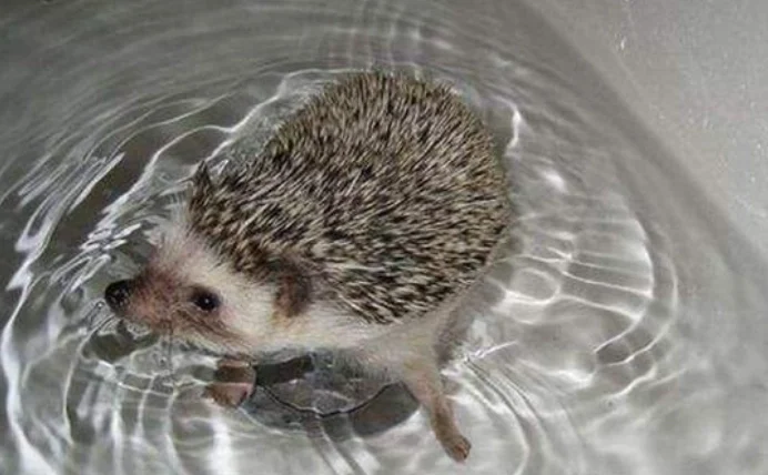 刺蝟洗澡