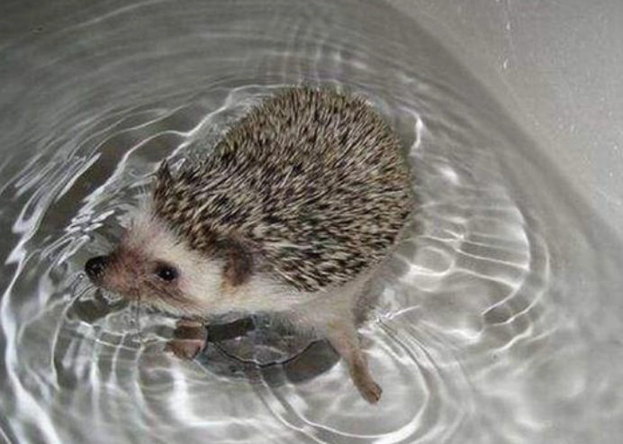 刺蝟洗澡安全指南：正確步驟、常見錯誤與專業護理技巧