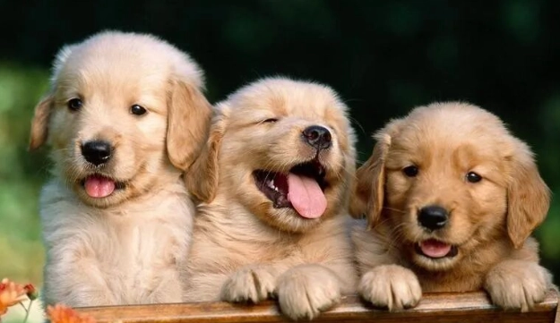 寵物按摩手法 寵物按摩手法