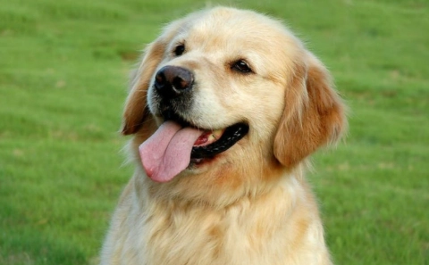 狗狗咳嗽吐白沫預防