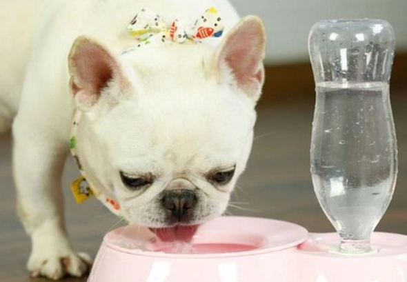 寵物家庭清潔安全 寵物家庭清潔安全