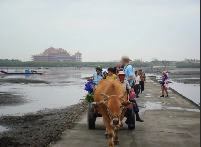 王功漁港牛車 王功漁港牛車