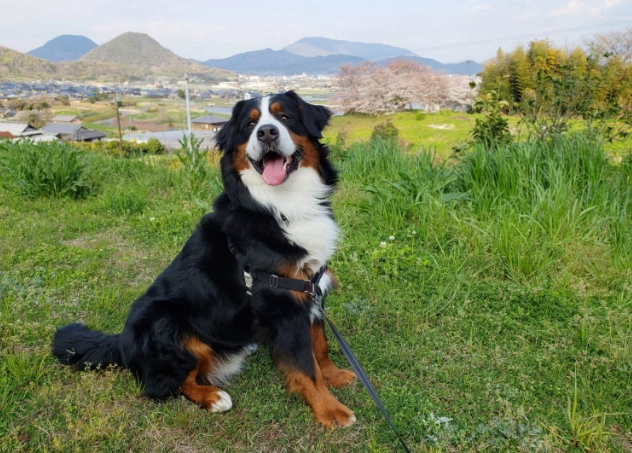 大型犬健康問題