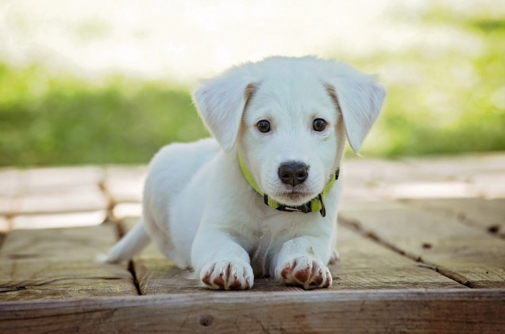 狗吐綠色泡沫處理