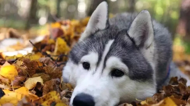 狗狗吐完沒精神處理 狗狗吐完沒精神處理