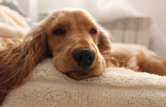 狗狗氣管手術成本