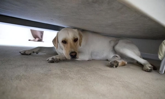 狗狗睡眠習慣 狗狗睡眠習慣