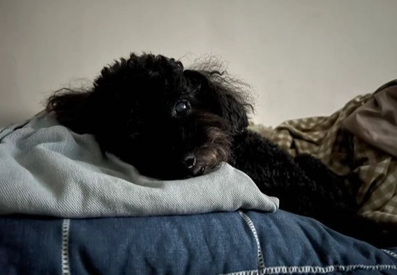 狗狗睡姿健康 狗狗睡姿健康