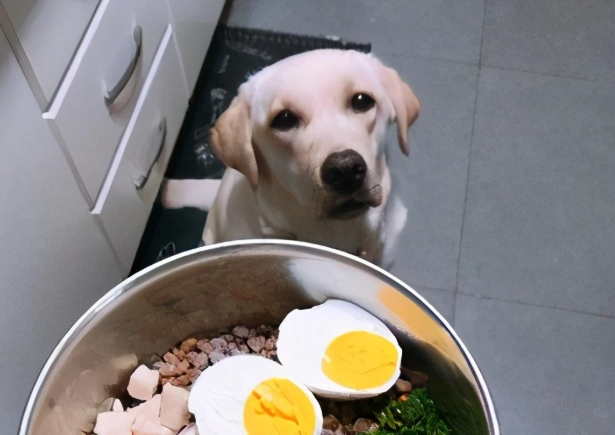 狗狗吃熟蛋白