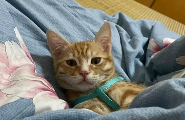 貓過敏反應症狀