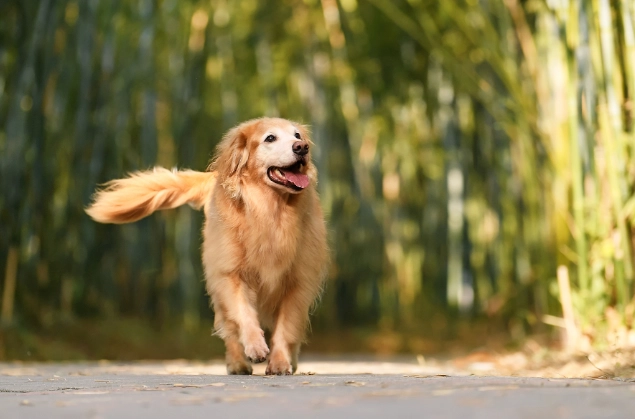 狗狗呼吸困難舒緩