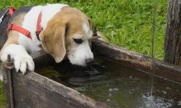 狗狗誤食漂白水 狗狗誤食漂白水