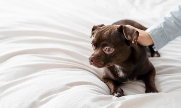 狗狗氣管塌陷症狀 狗狗氣管塌陷症狀