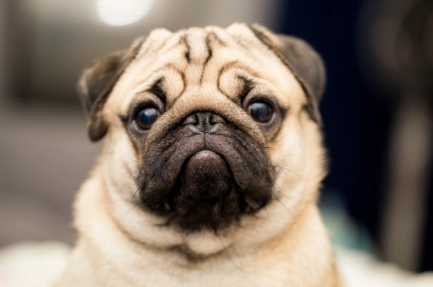 狗狗吐完沒精神處理 狗狗吐完沒精神處理