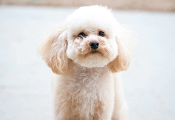 狗吃核桃安全嗎