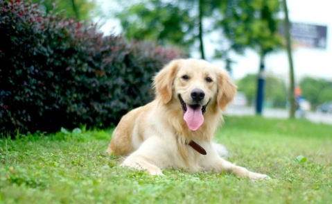 狗狗咳嗽吐白沫處理