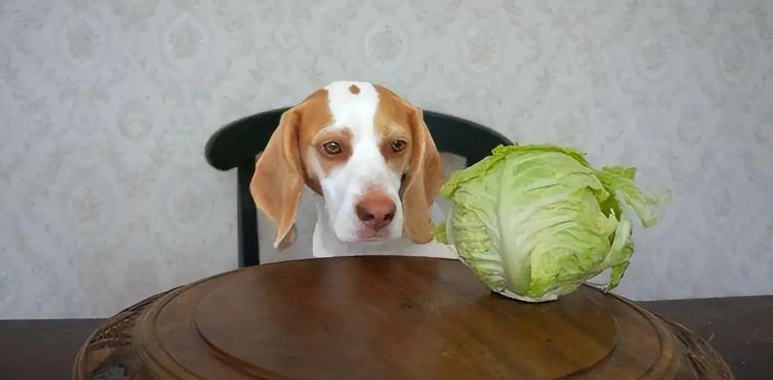狗狗健康飲食 狗狗健康飲食