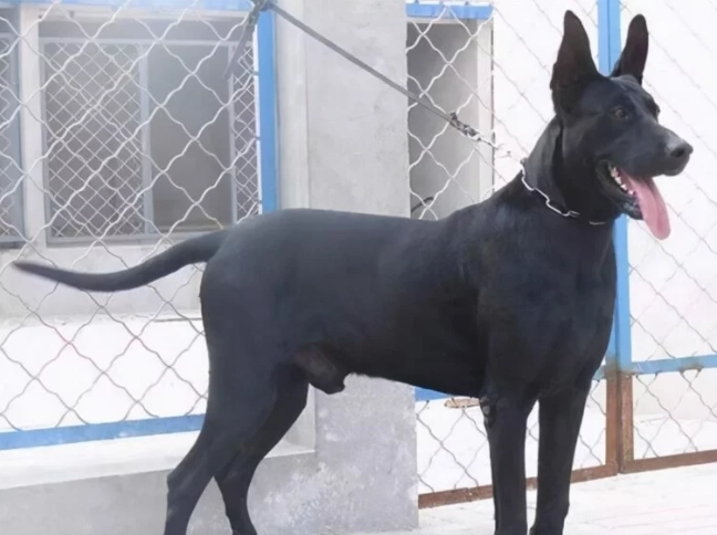 大型黑色犬種