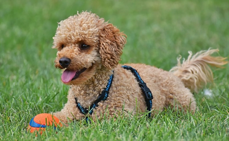 巧克力對狗的危害 巧克力對狗的危害