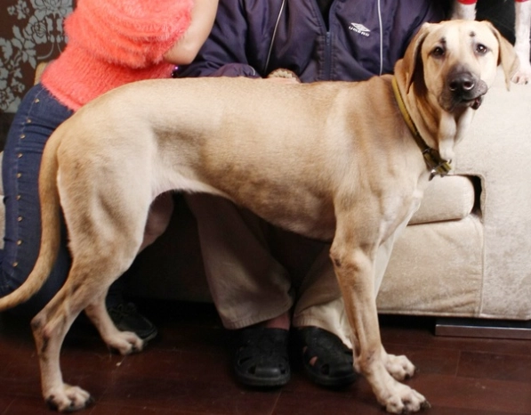 台灣土狗健康照顧