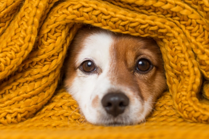 狗狗過敏原檢測準確性 狗狗過敏原檢測準確性