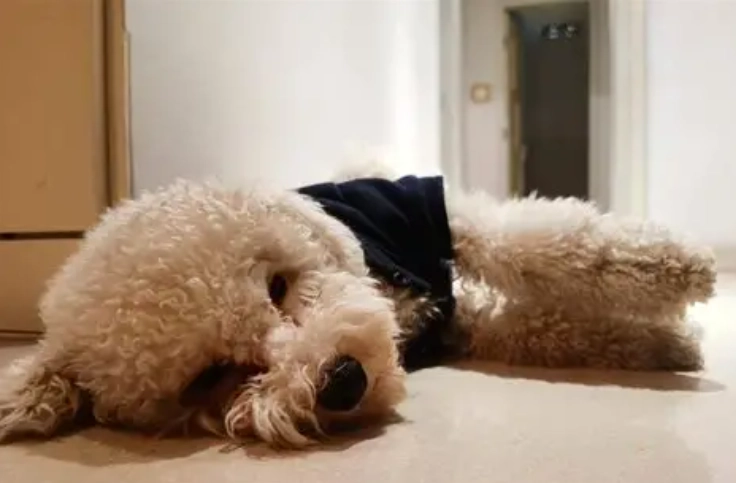 寵物狗行為 寵物狗行為