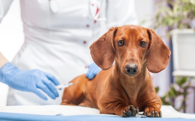 氣管塌陷手術價格