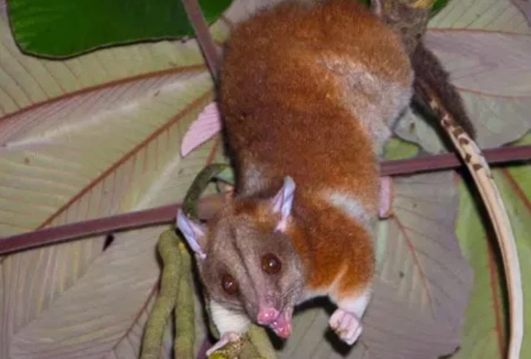 蜜袋鼯蔬菜處理方法 蜜袋鼯蔬菜處理方法