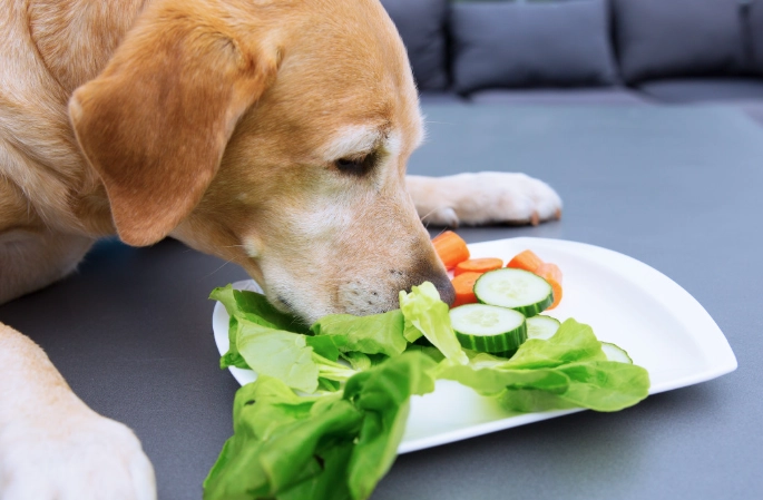 狗狗咳嗽原因 狗狗咳嗽原因