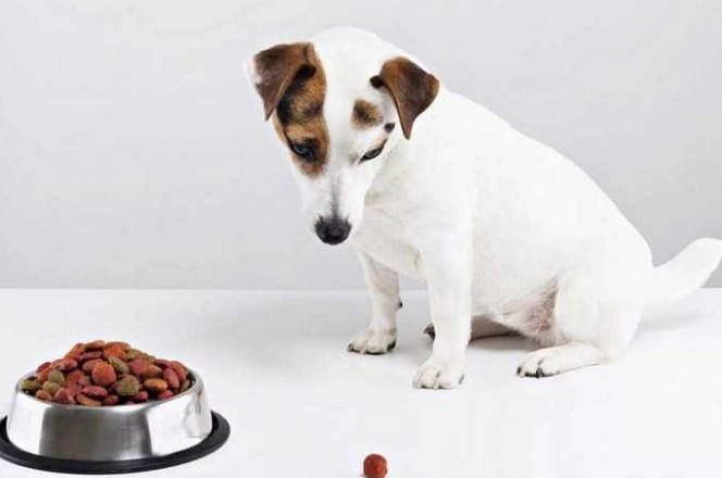 紅棗對狗狗的影響