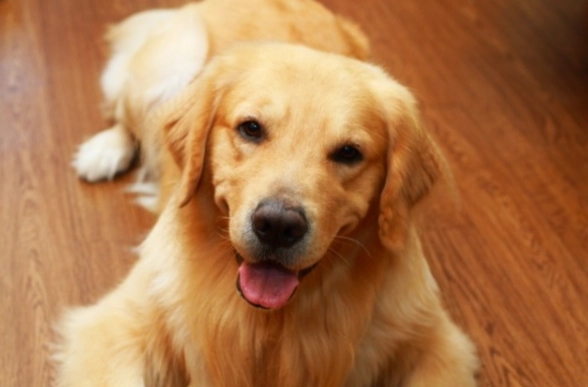 狗狗健康管理 狗狗健康管理