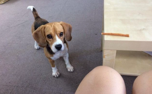 米格魯飼養 米格魯飼養